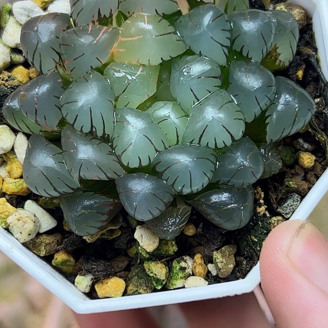潘灯锦十二卷多肉植物