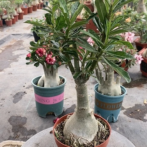 【闪购商品】无花朵一*海绿植