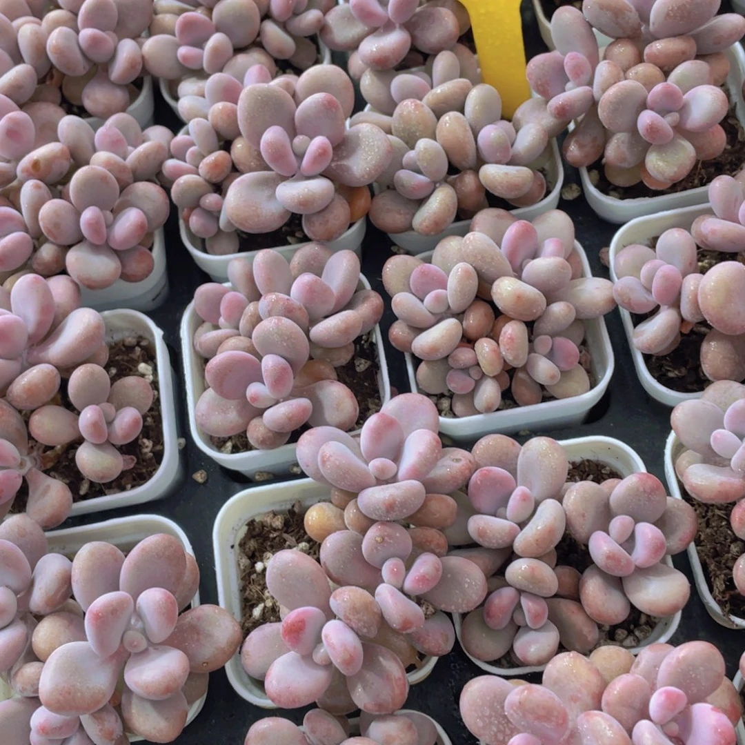 988号 老桩粉桃蛋多头群一个