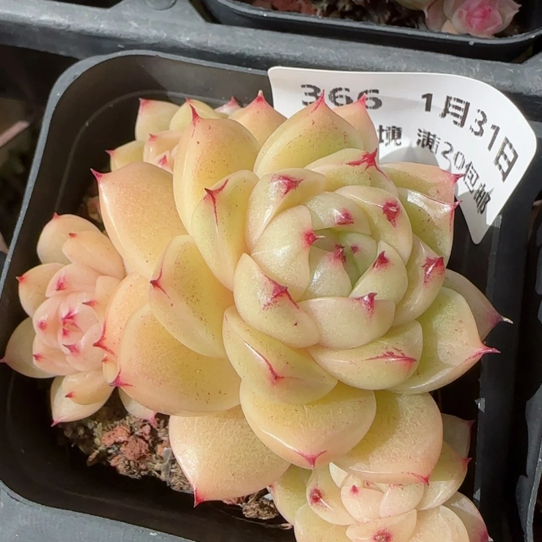 花语逸镜0131-366散