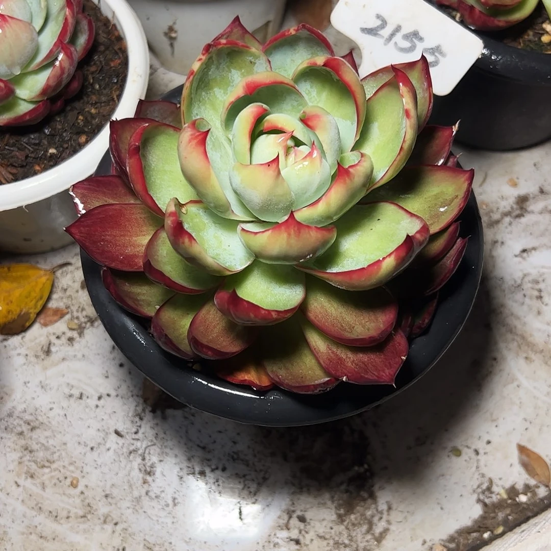 西***制惊鸿仙子一物一拍2155号