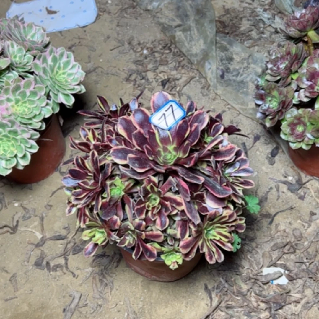【闪购商品】欧家丽77
