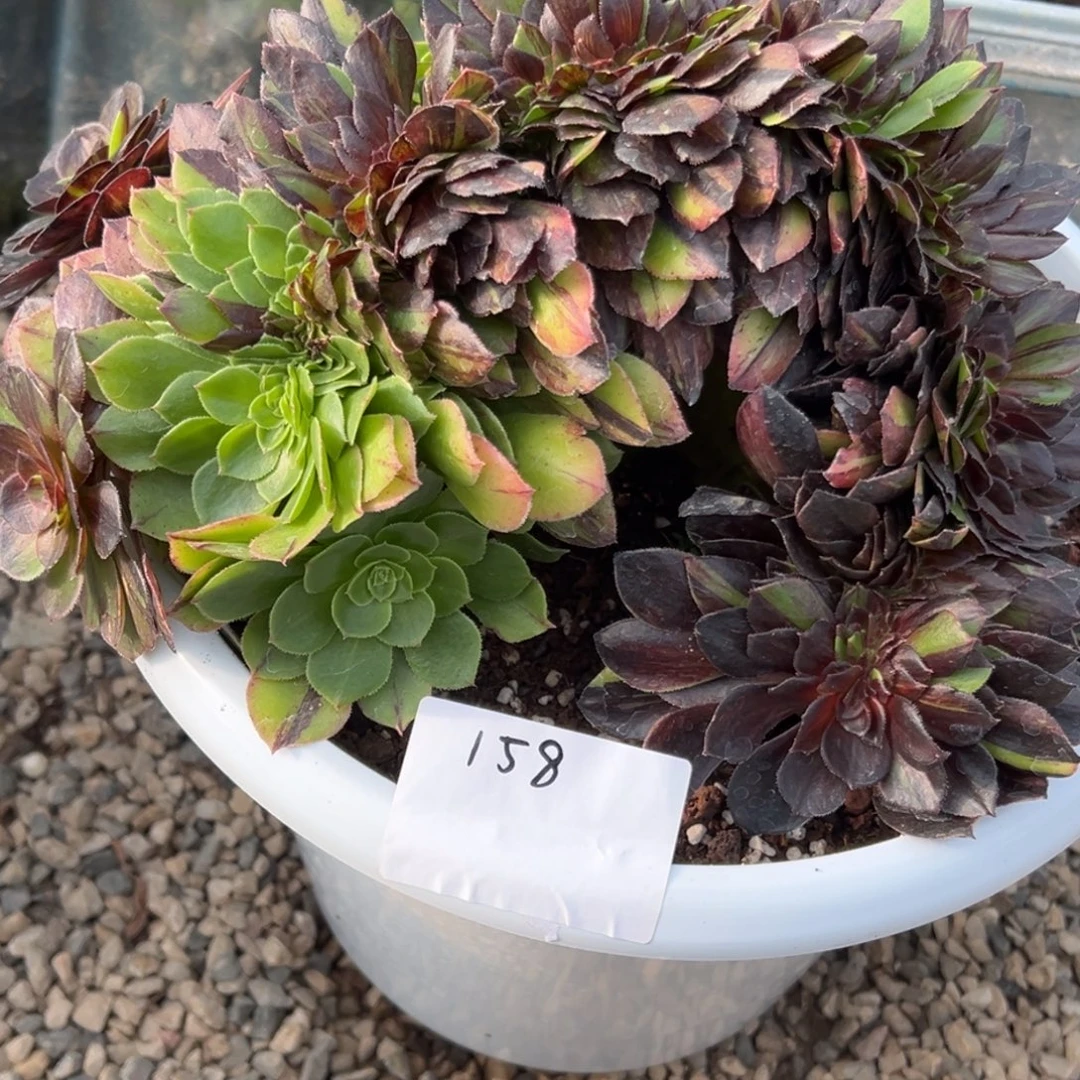 158花月夜缀（零下勿拍）