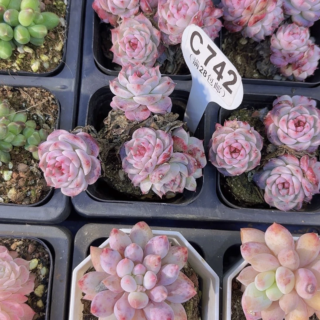 C742蓝孔雀一物一拍