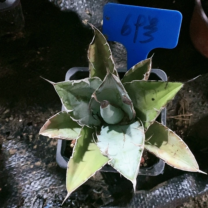 【闪购商品】无花朵龙舌兰蓝肌仁王冠