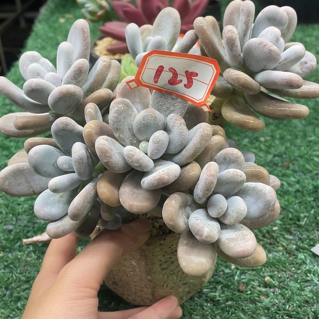125一物一一拍一拍一拍