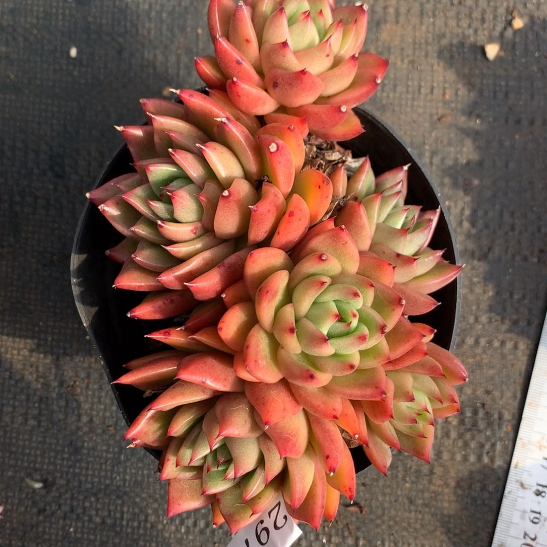 2973 杂交精品基地15厘米