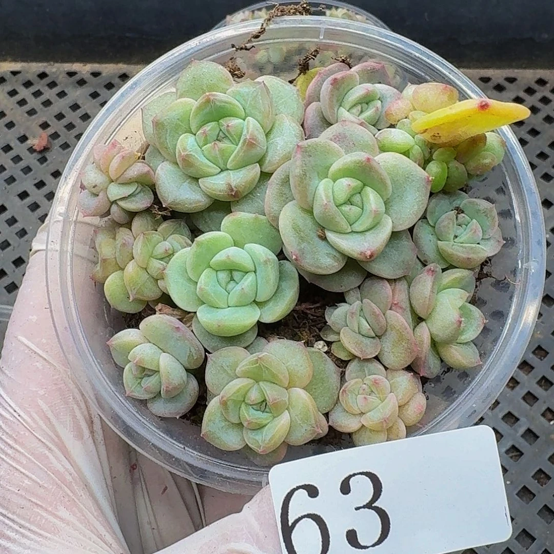 多肉植物多肉植物63