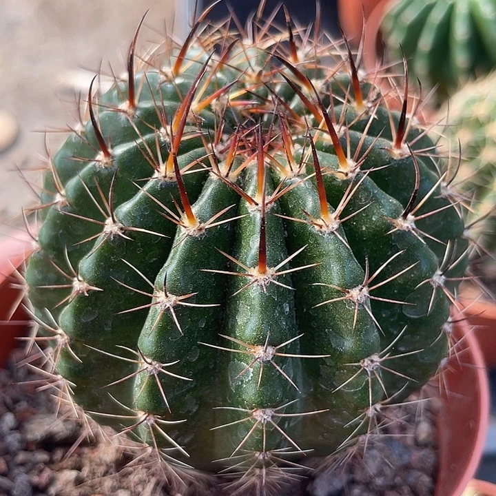 实生长刺彩草带盆土