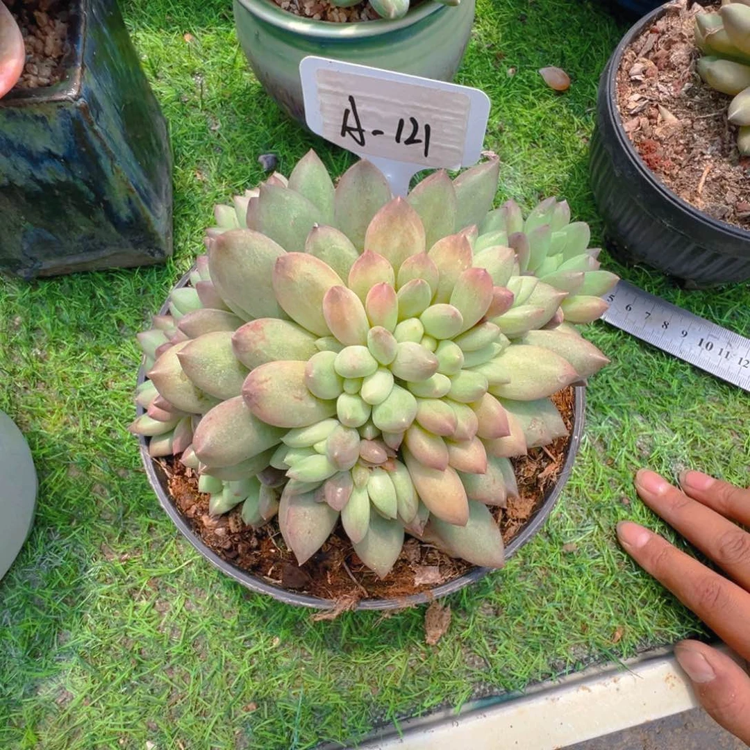 言字手捧缀化121号
