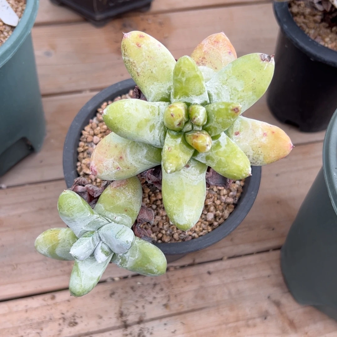 鸑***）谢谢宝～一物一拍963