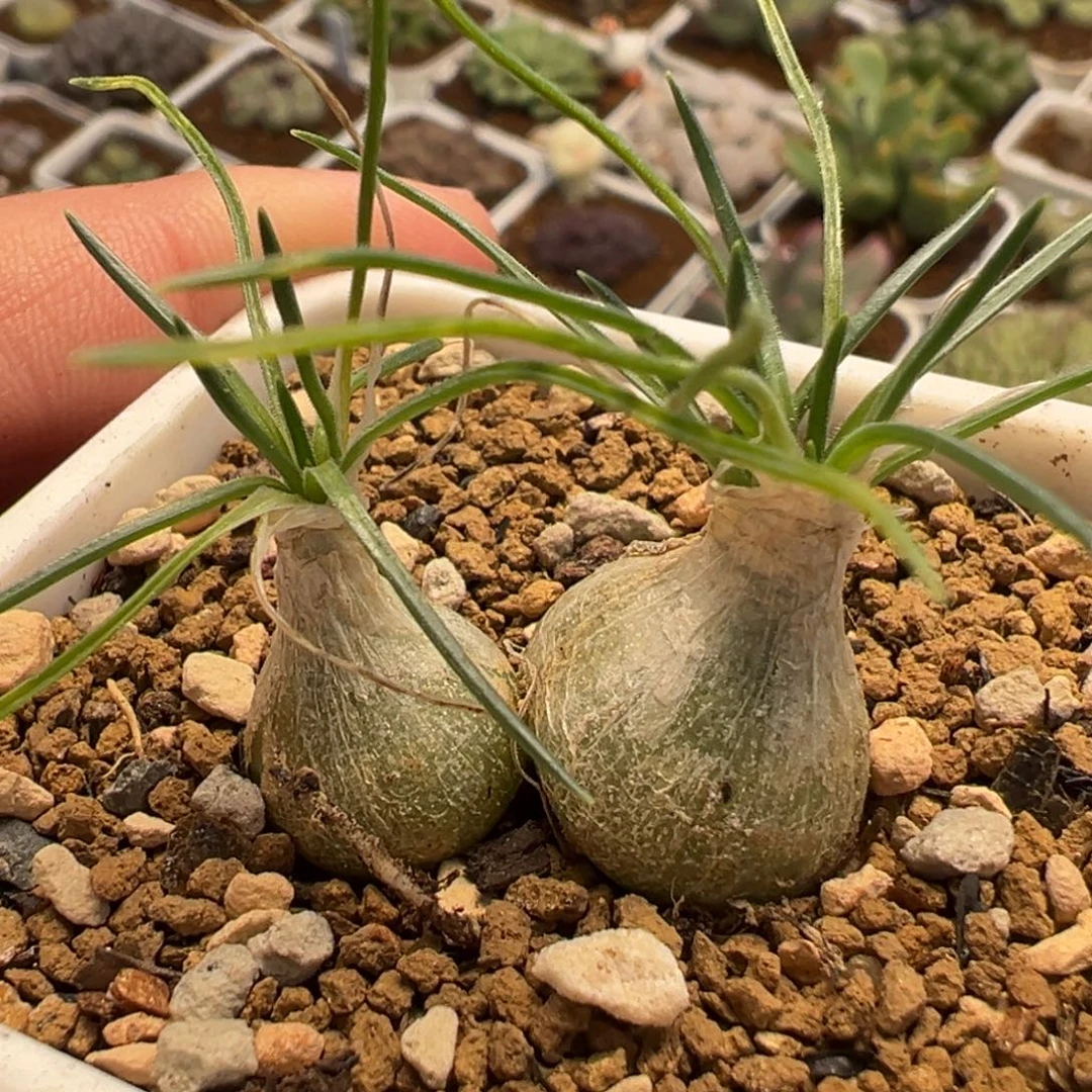 251多肉植物种类和