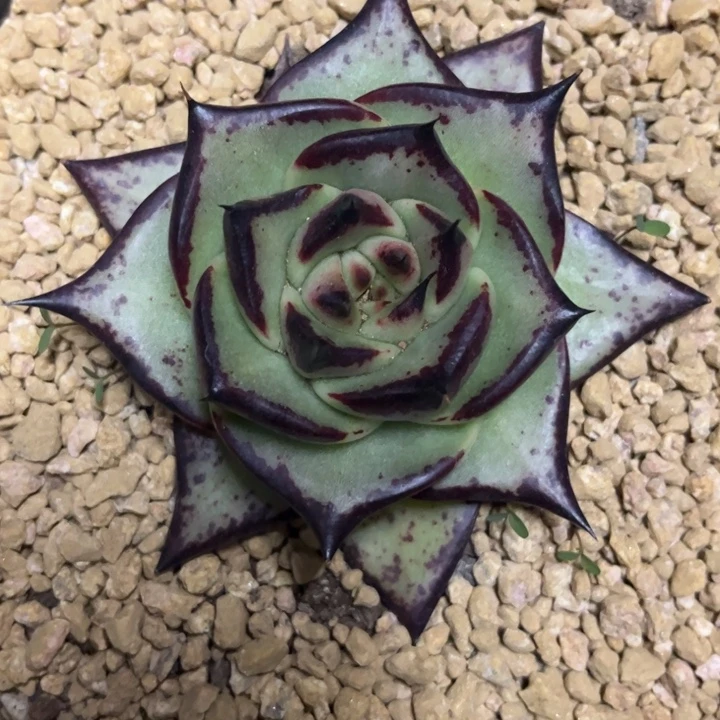 基因无敌1111111111