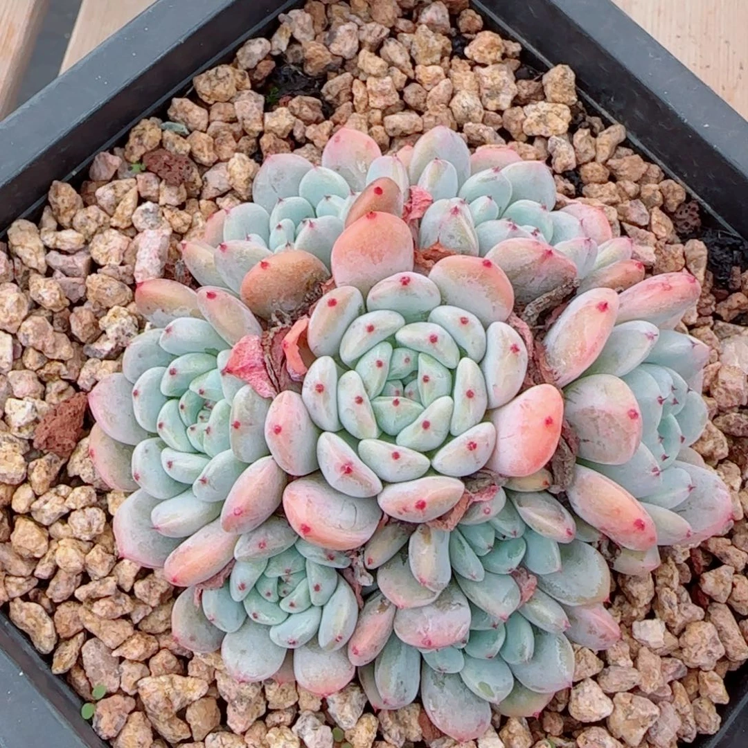 雪抓，6261多肉植物