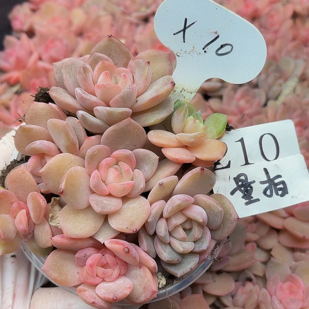 多肉植物多肉植物210量拍