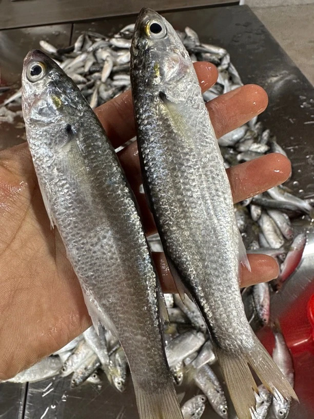 广东湛江 虫鱼 小白条5斤