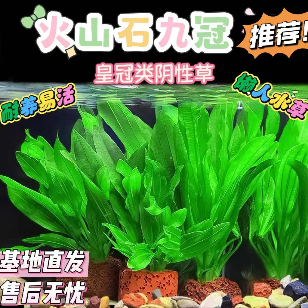 九冠火山石定植阴性水草绿色迷你九皇冠草好养易活