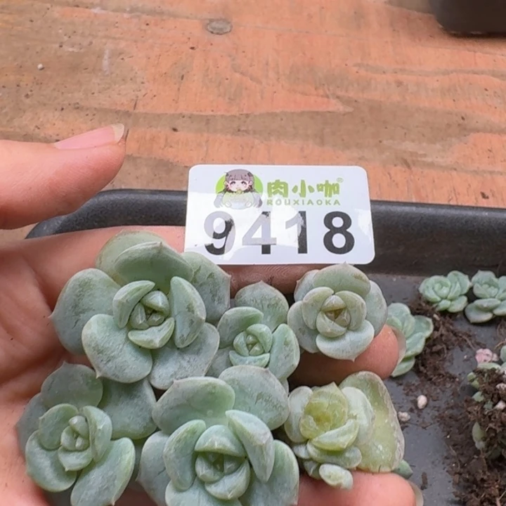 当前无花朵，栽培后可花朵可*多肉植物多肉植物