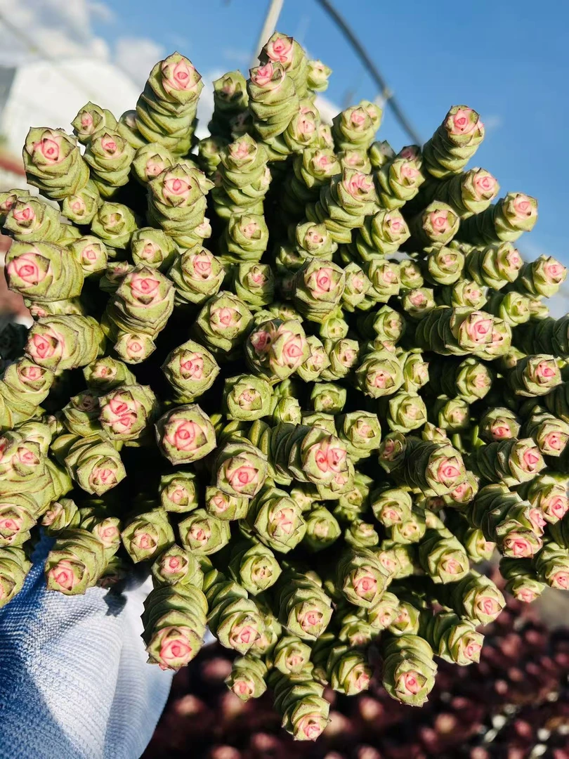 云漫多肉  盆栽钱串 23cm 好养活易发根 容易出状态