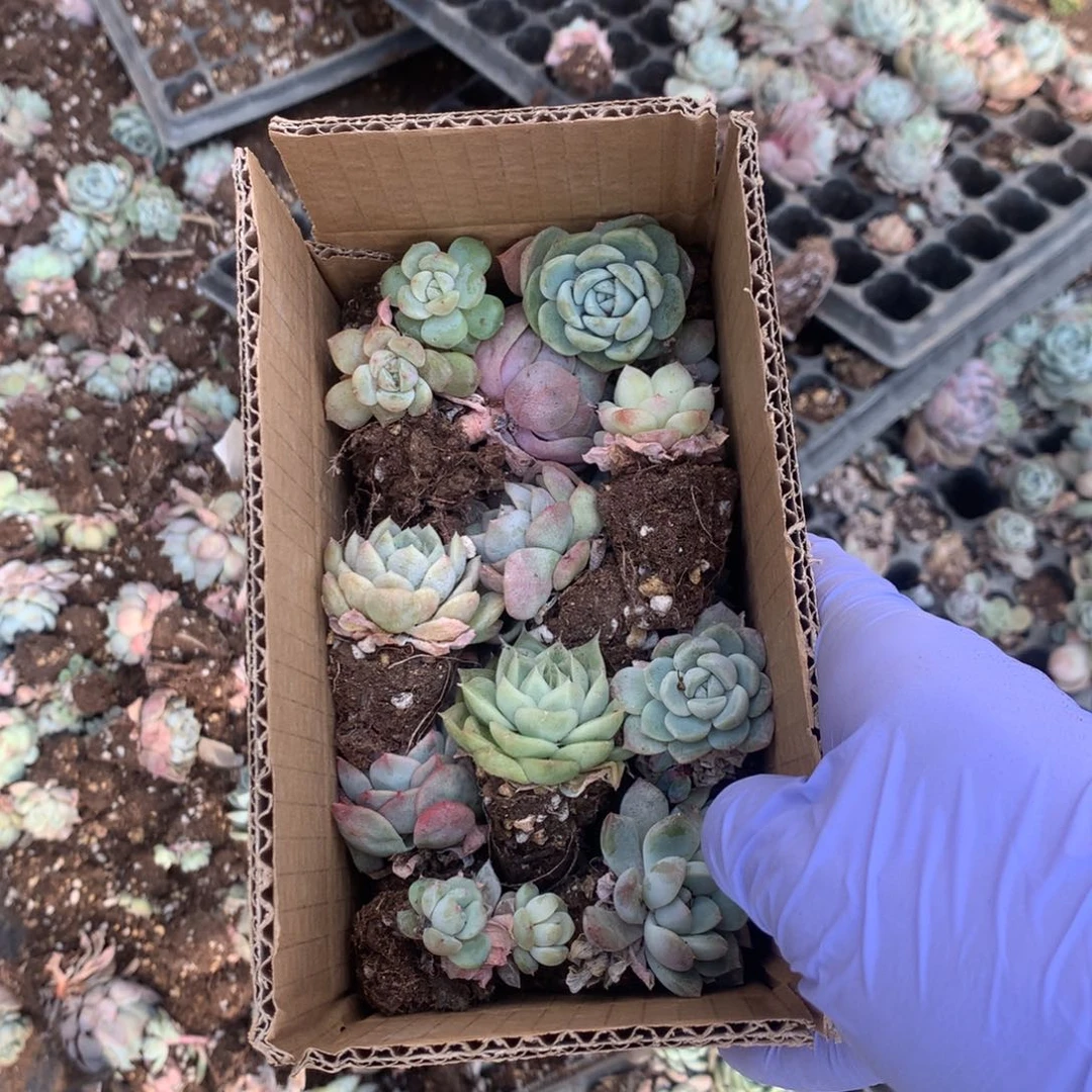 糖心多肉一箱包邮，零下十度勿拍