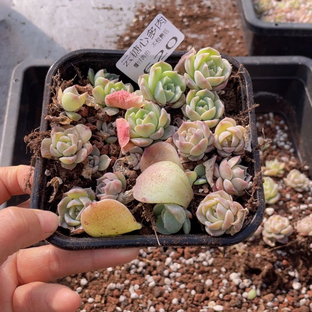 燕云糖心多肉植物620