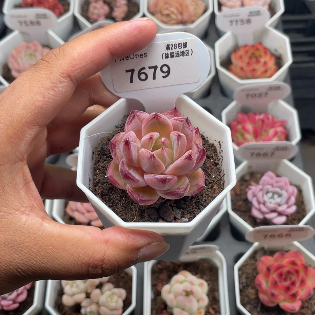 7679黑武士4.0厘米