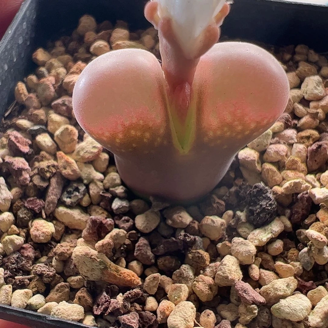 一物一拍脱土发。   368