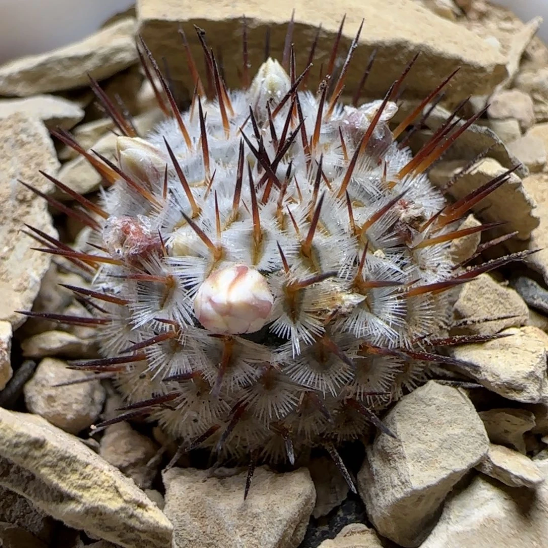 A136实生直刺佩雷多肉