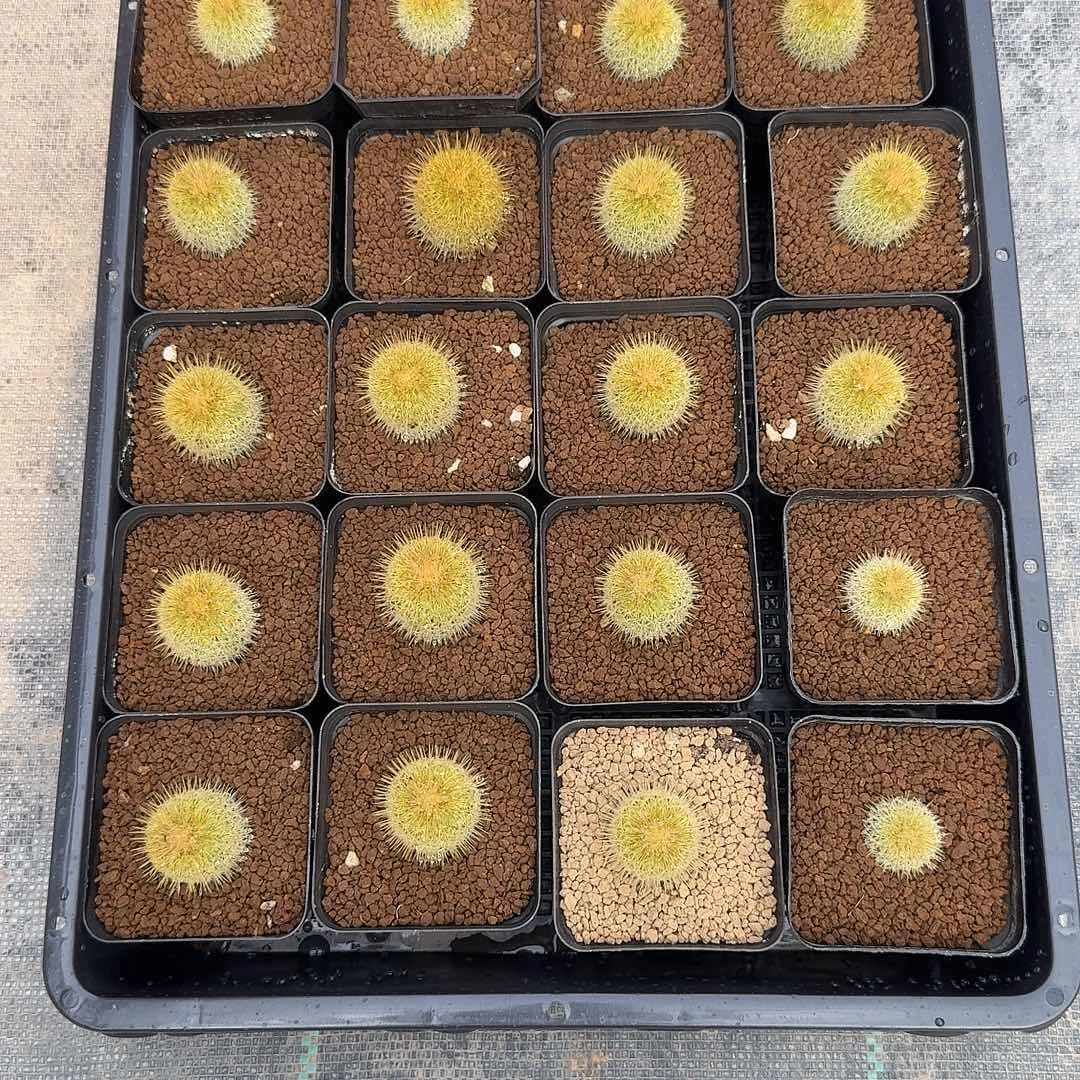 你***孩实生乳突20颗脱土发货