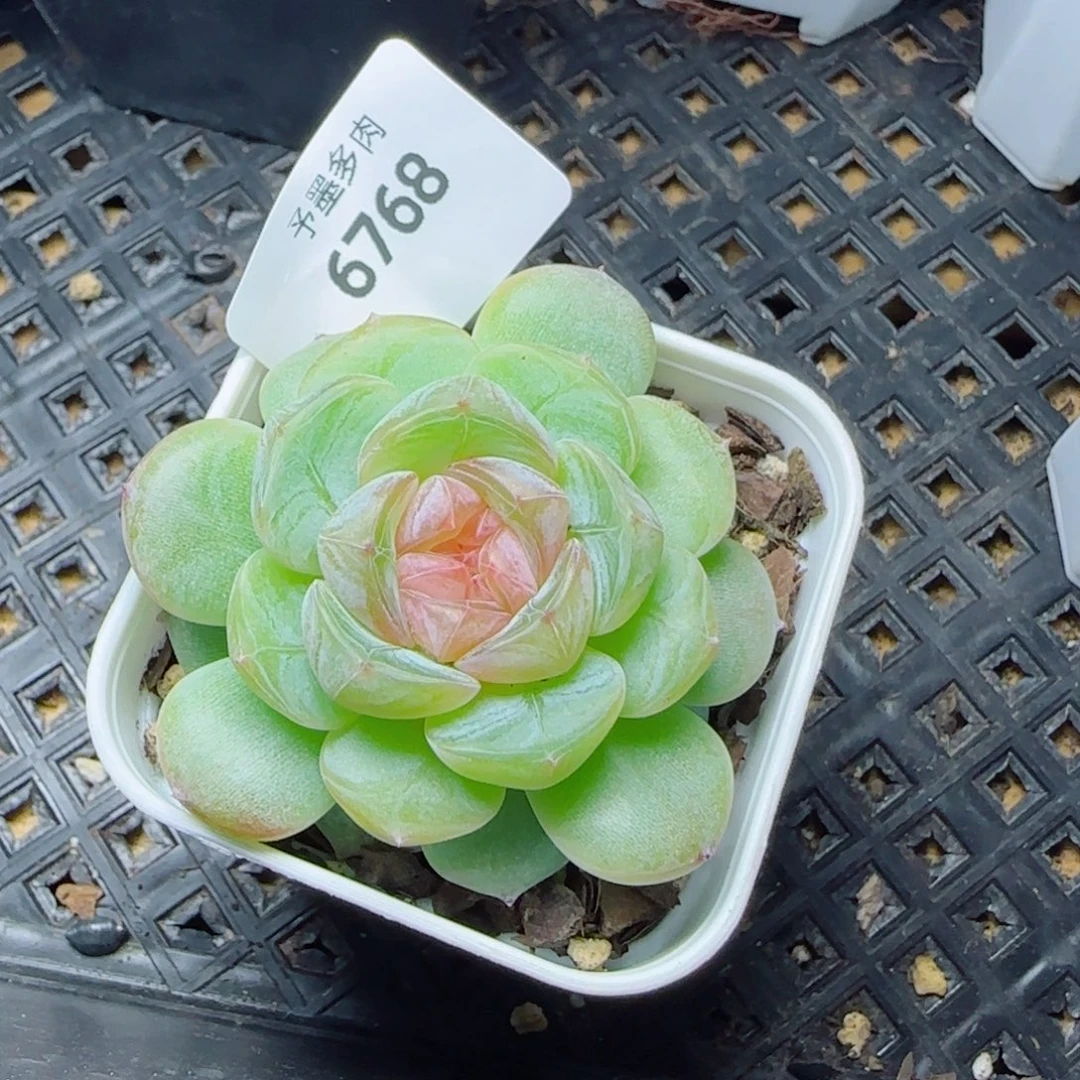 红蔷薇，6768多肉植物