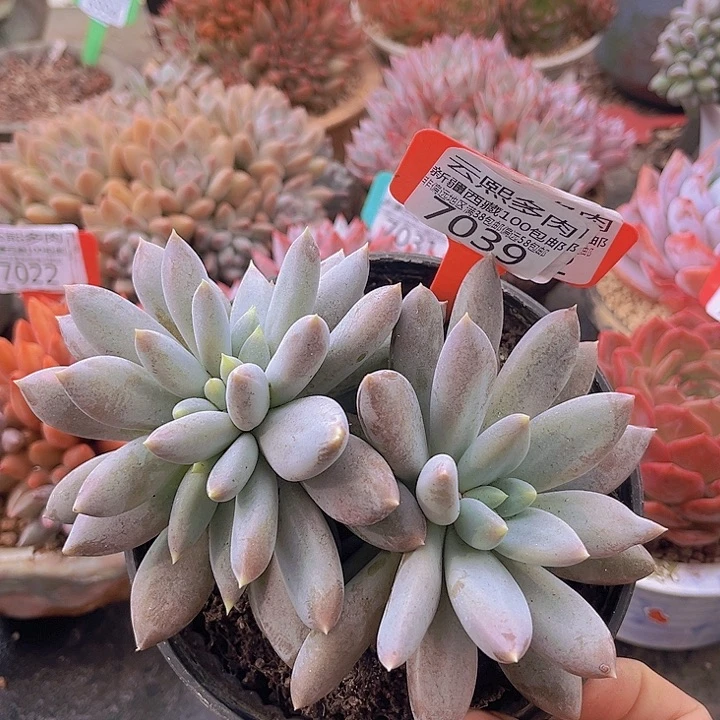 7039哥特萝莉缀。