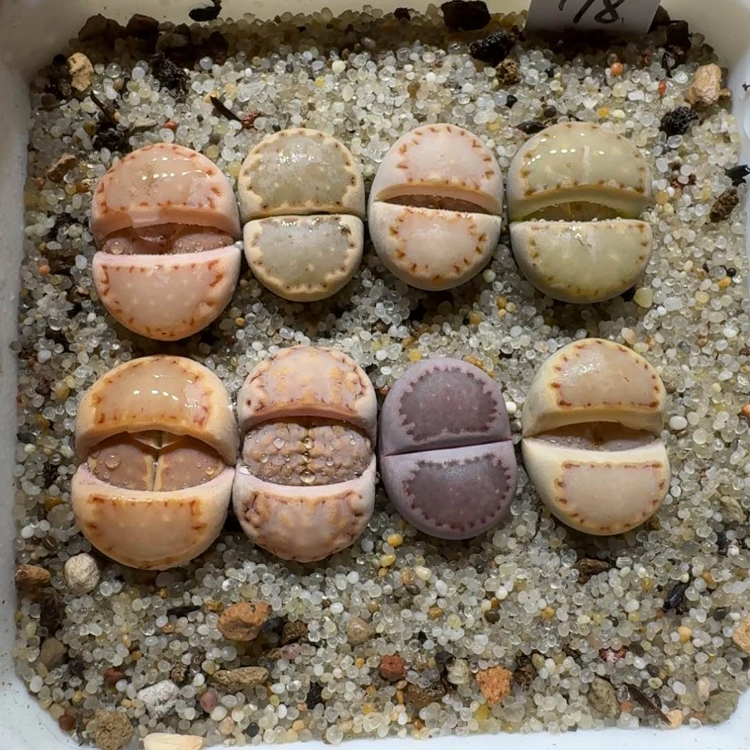 星****）0203-60生石花花