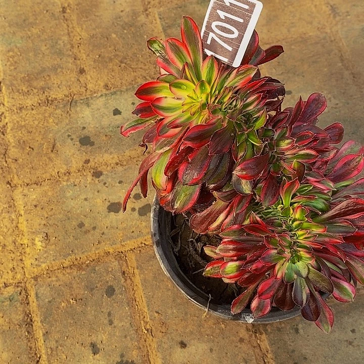 17011号花蝴蝶缀多肉