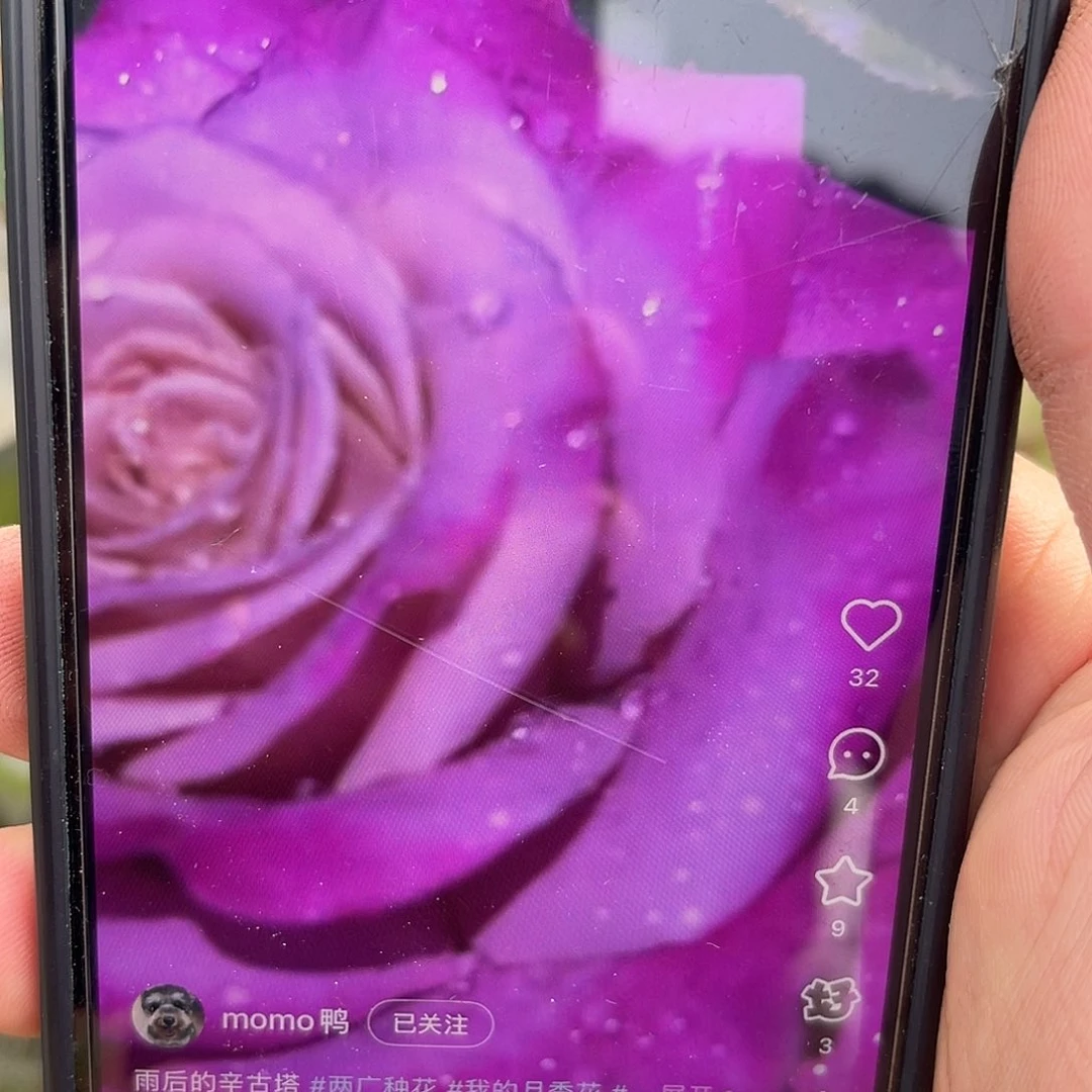 无花朵———-新古塔 福利款