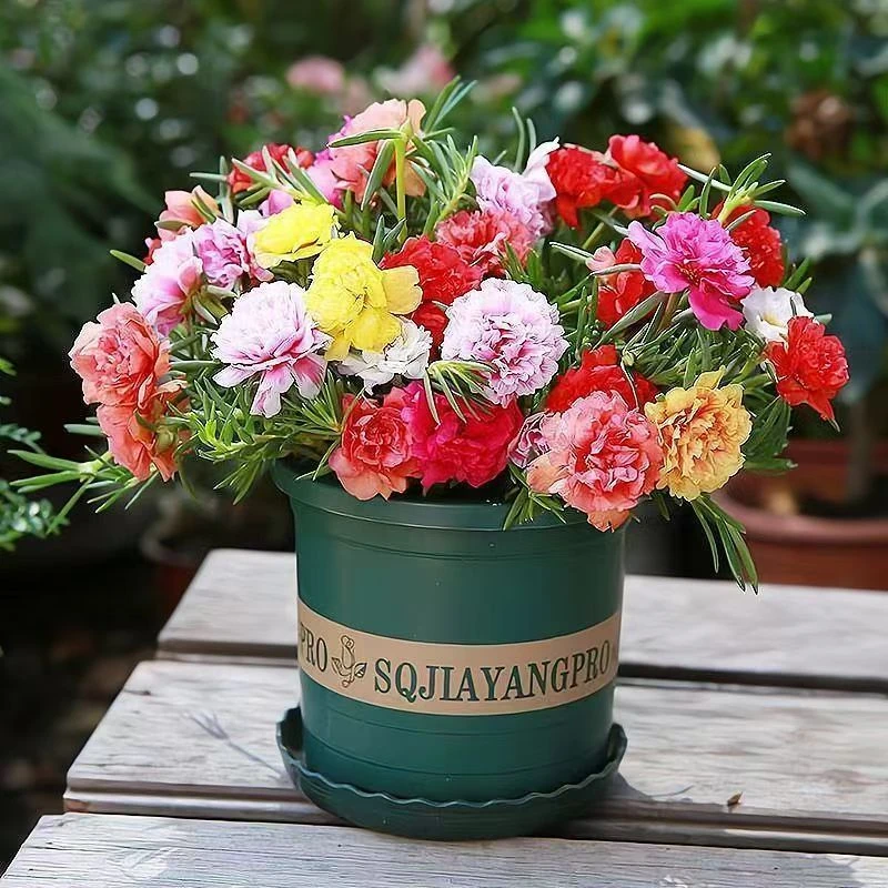 20色重瓣太阳花花苗带根多年生花卉绿植四季开花可扦插易养活花卉