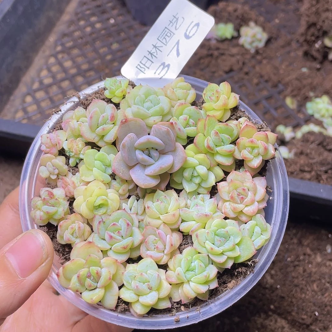 多肉植物多肉植物376