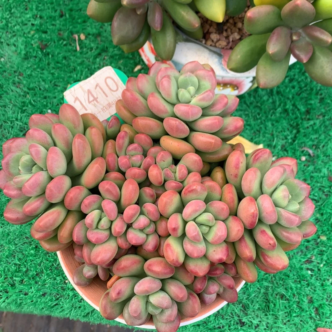 阳光玫瑰老桩一物一拍