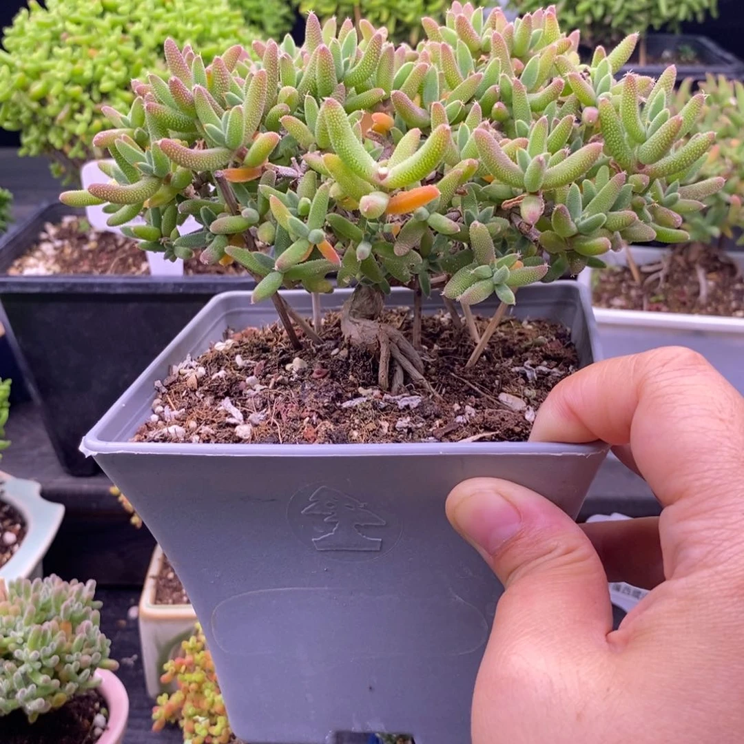 ˗****666玉米老桩。