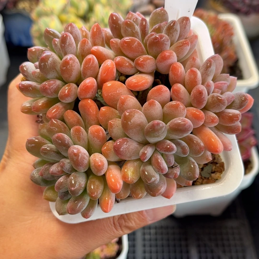 1650 满30包邮 天冷必拍保温箱