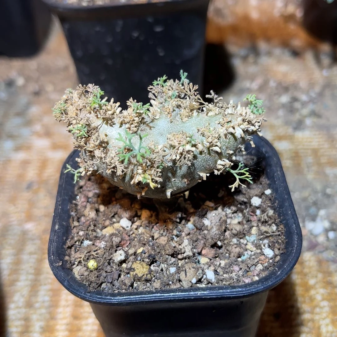 实生白皮月界一物一拍