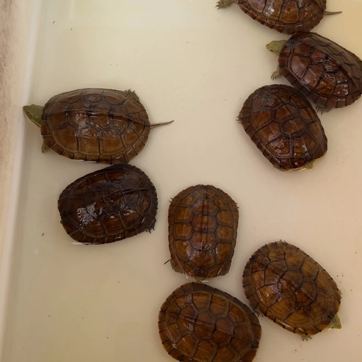 母绿毛龟小青龟7号