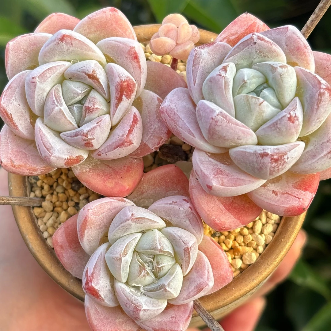 慢悠花房 A级老桩精控冰玉群 办公室阳台绿植盆栽花卉庭院多肉