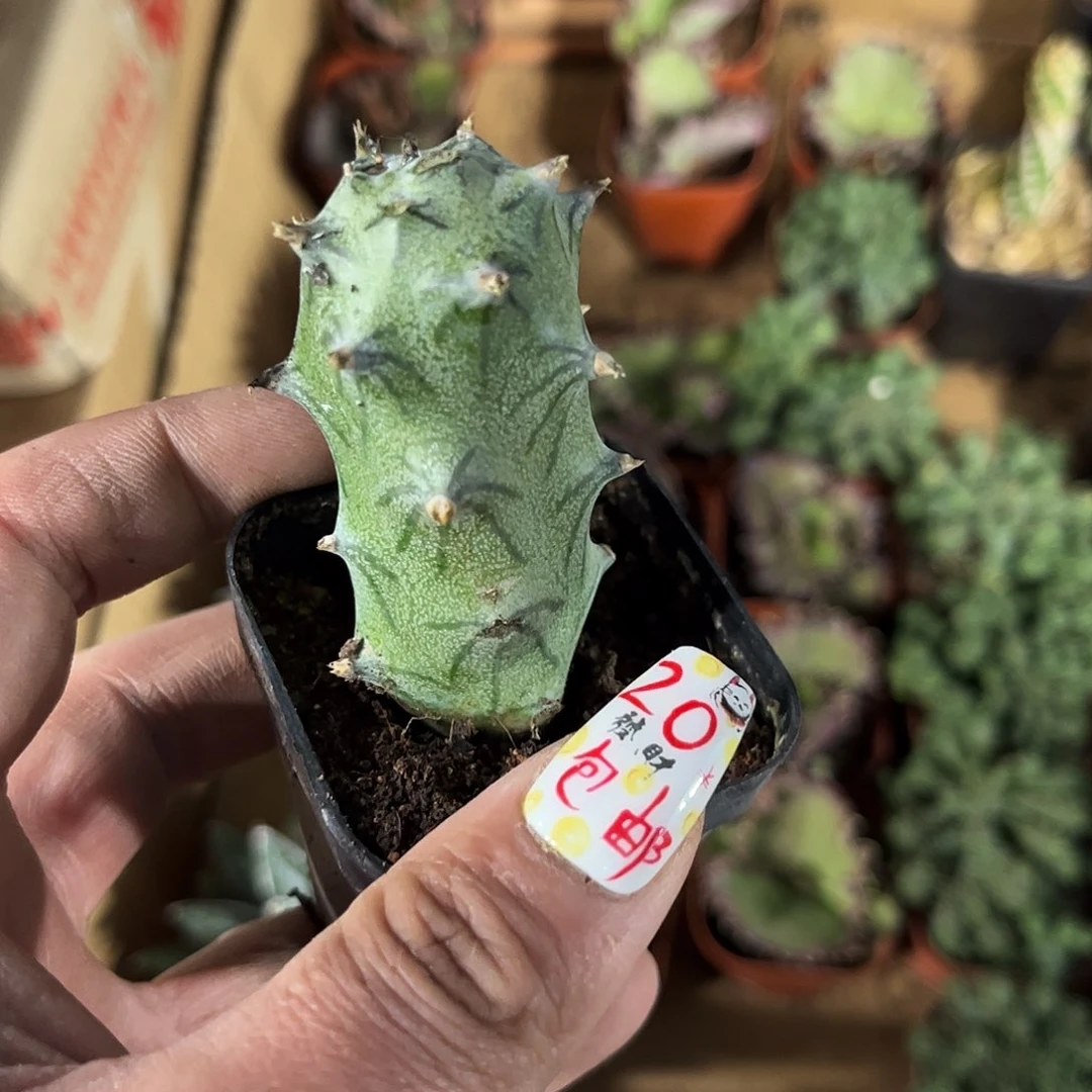 普西利菊单头发货有根