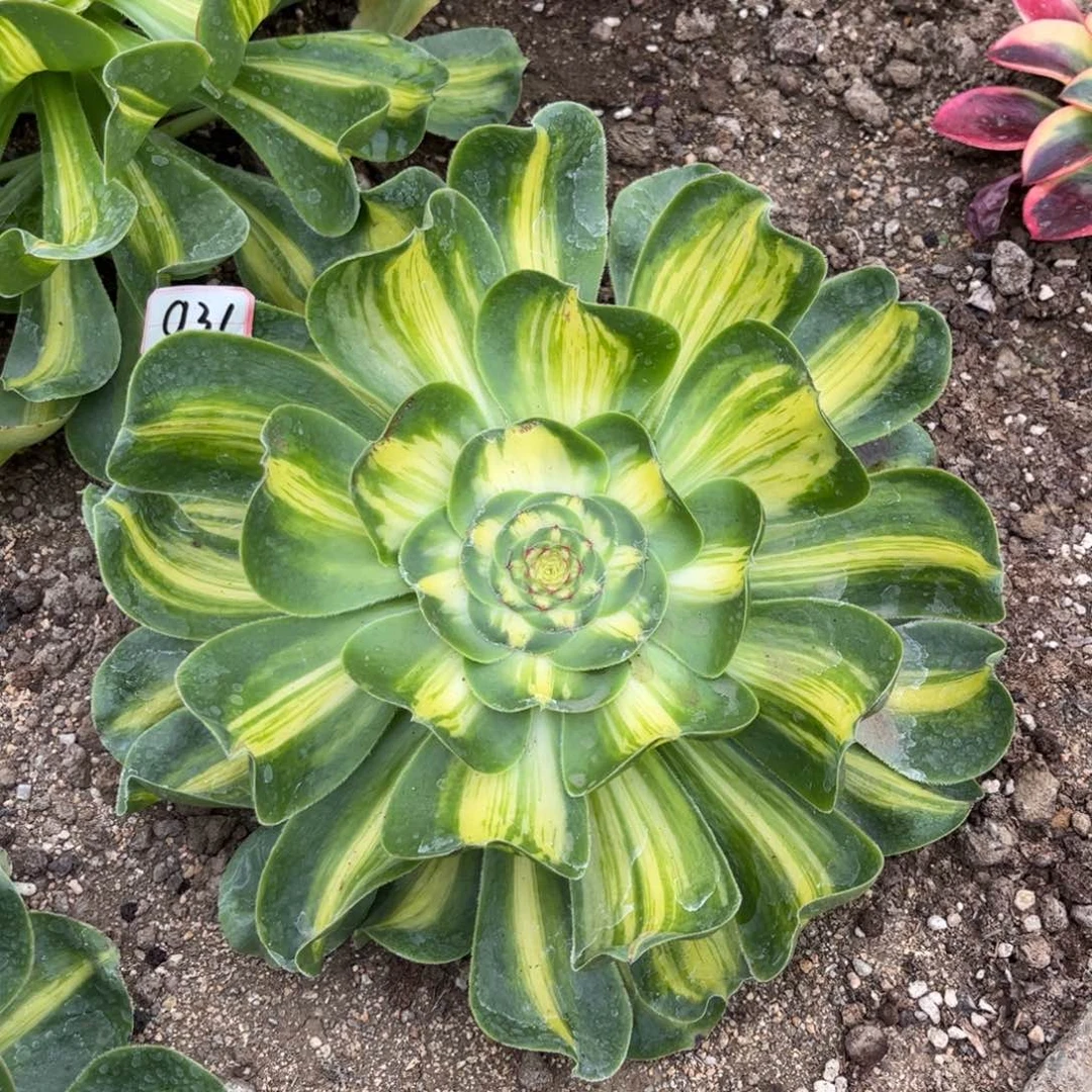031多肉植物宽锦暴君