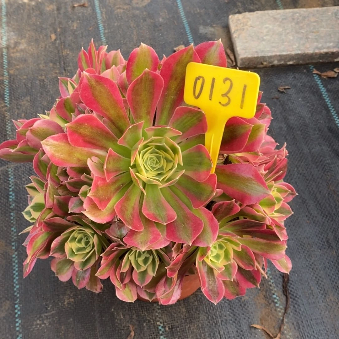 0131女巫绿体一物一拍