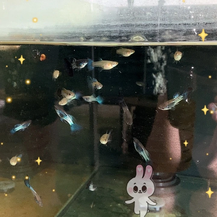 海水蛇纹蓝尾6条➕美杜莎白子6条