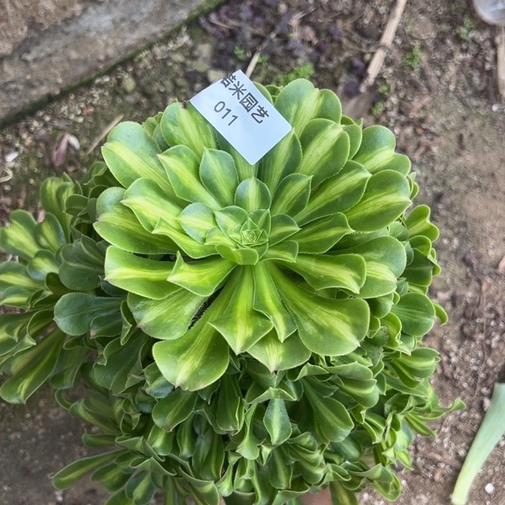 翡翠琉璃多肉植物011