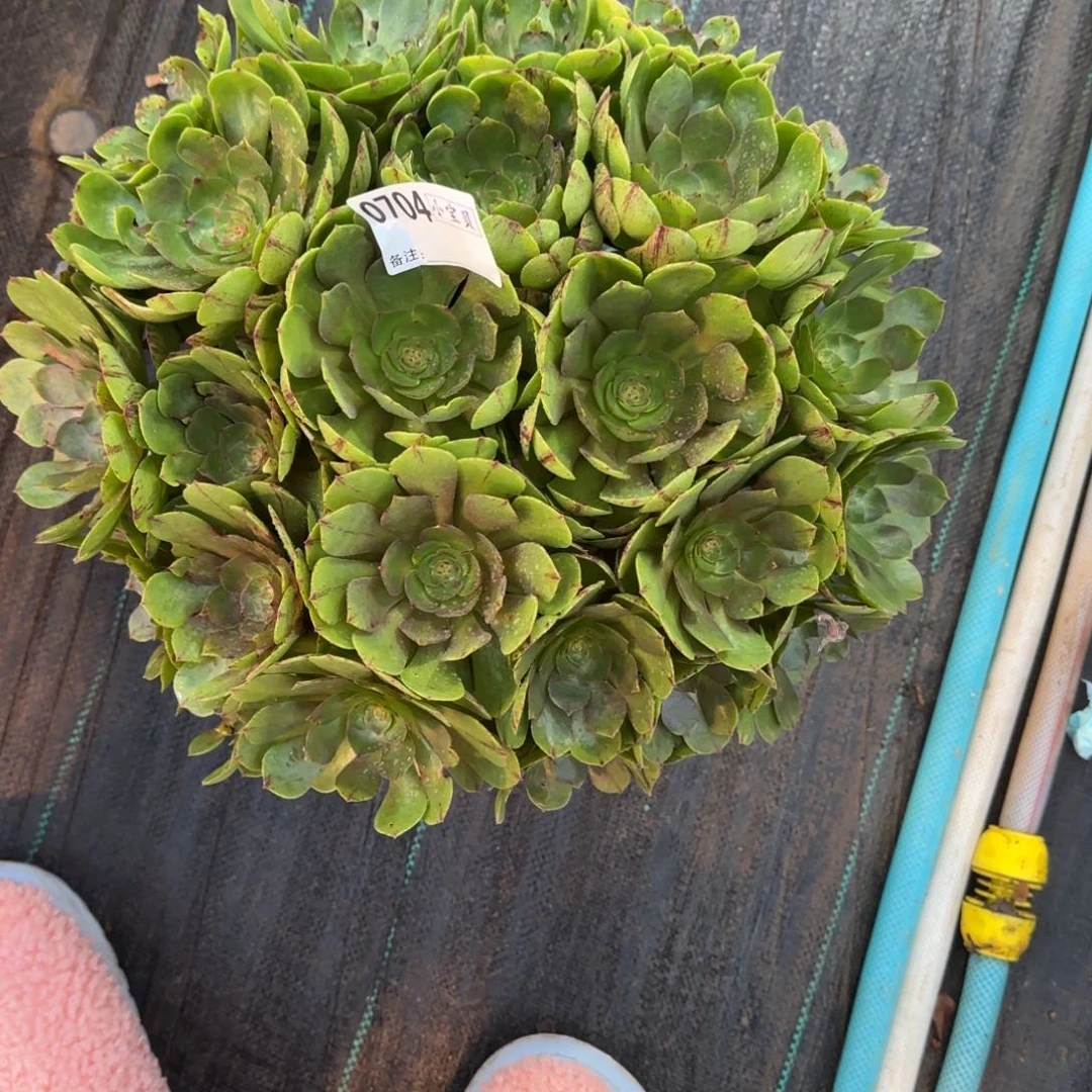 平***福万拉丝多肉0704多肉