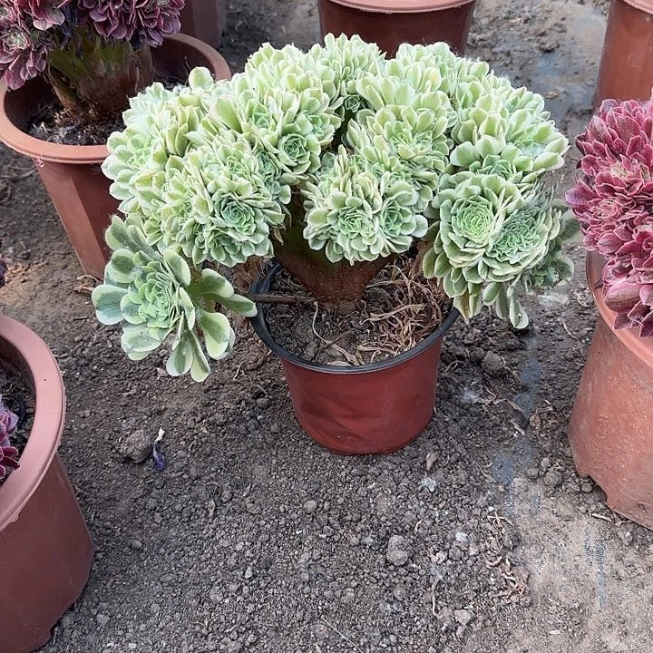 无花朵琪***宝图摸摸哦呃呃呃呃
