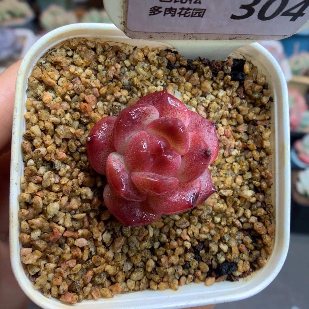 304糖心琥珀多肉植物